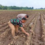 Pemantauan Jagung Ketahanan Pangan Polresta Cirebon