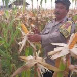 ‎Polsek Gebang Polresta Cirebon perawatan dan pemeliharan tanaman Jagung Pipil di Desa Gebang ilir Kec Gebang Kab Cirebon. ‎ ‎ ‎ ‎