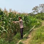 Polsek Pangenan Monitoring Tanaman Jagung Pipil Dukung Ketahanan Pangan