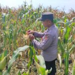 Giat Monitoring Perkembangan Tanaman Jagung Pipil di Desa Rawaurip Kecamatan Pangenan