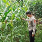 Polsek Waled Aktif Dukung Ketahanan Pangan, Personel Lakukan Perawatan dan Pembersihan Lahan Jagung di Waledkota